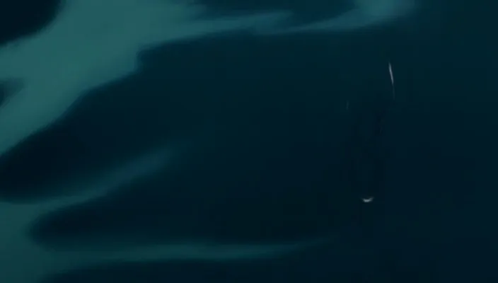 Capture 17 — Épisode 231 : Byakuya disparaît avec les cerisiers